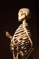 szkielet ludzki